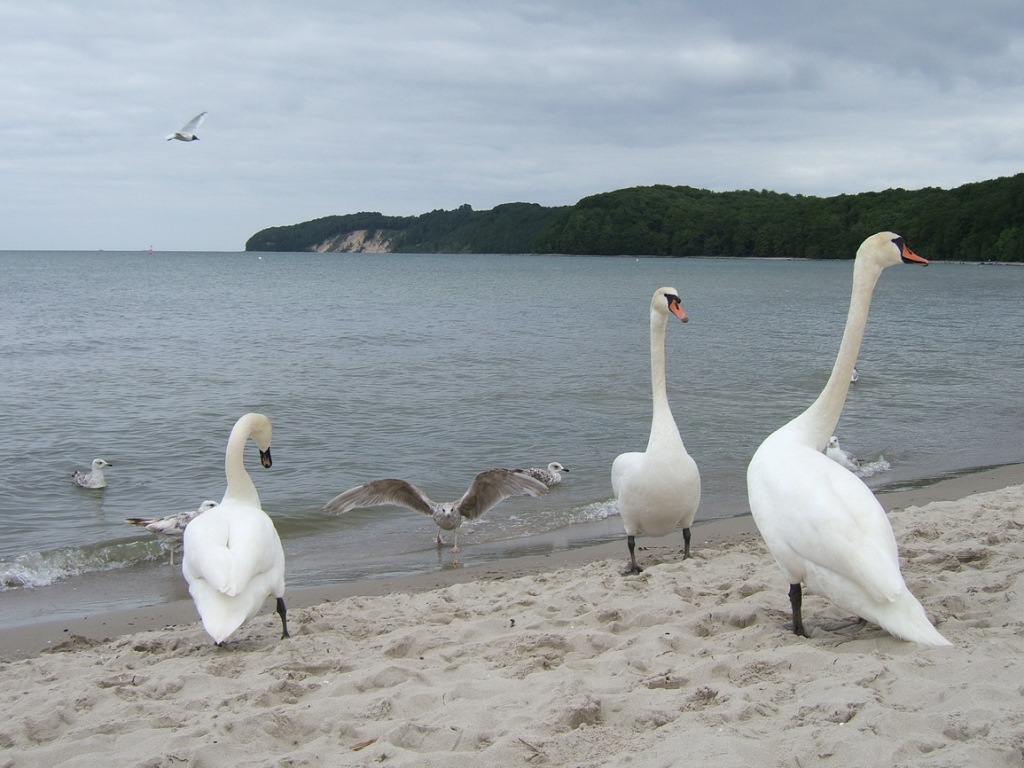 Insel Rügen - Urlaub im Ferienhaus, Ferienwohnung, Urlaub in Strandvillen - Schwäne an Binzer Ostseestrand